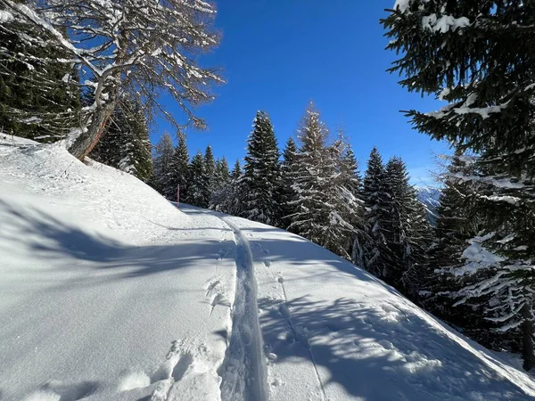 Alp ormanları tipik bir kış ortamında ve İsviçre Alp Dağları 'nda taze kar örtüsü altında St. Antonien (St. Antoenien) - İsviçre Grisonlar Kantonu, İsviçre (Kanton Graubuenden, Schweiz)
