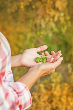 Woman holding harvest of hops clipart