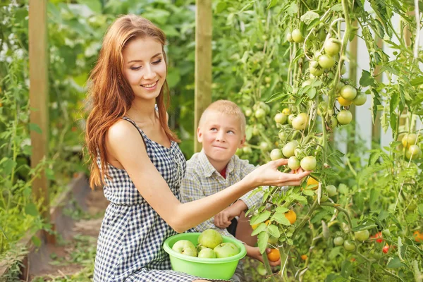 Brother and sister harvesting — Stock Photo, Image