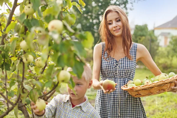 Brother and sister harvesting — Stock Photo, Image