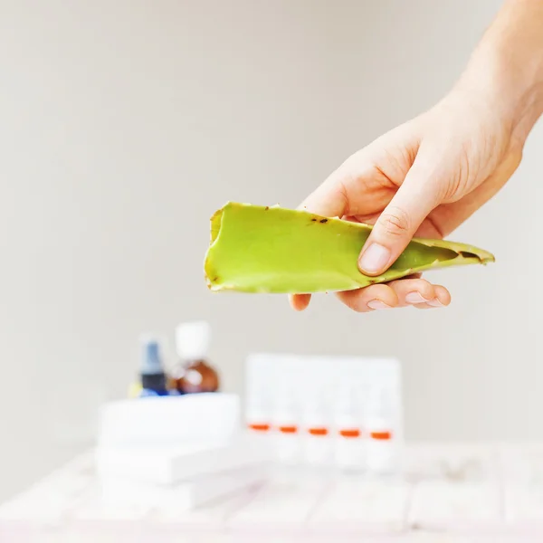 Hoja de aloe en la mano — Foto de Stock