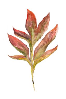 Beyaz arkaplanda sonbahar yaprağı, suluboya resim