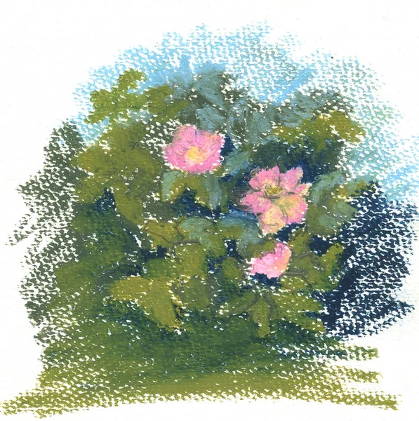 Rosa Salvaje Bush Flores Rosas Silvestres Pinturas Pastel — Foto de Stock