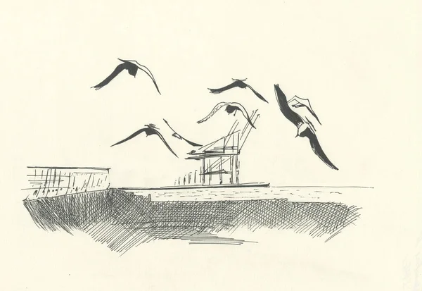 水面上的海鸥 用黑笔画图 — 图库照片