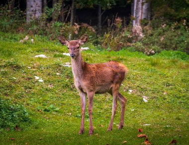Ormanda sonbaharda arayan dişi geyik.
