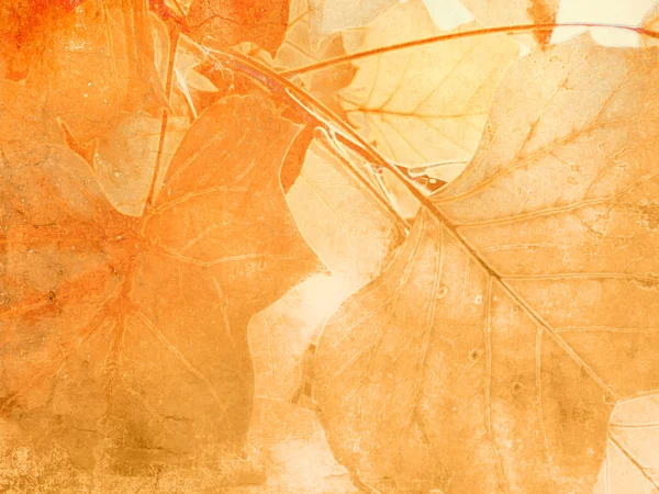ソフトのビンテージ スタイルで葉の静脈の背景 — ストック写真