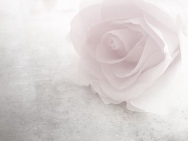 Yumuşak pembe Gül - vintage çiçek deseni