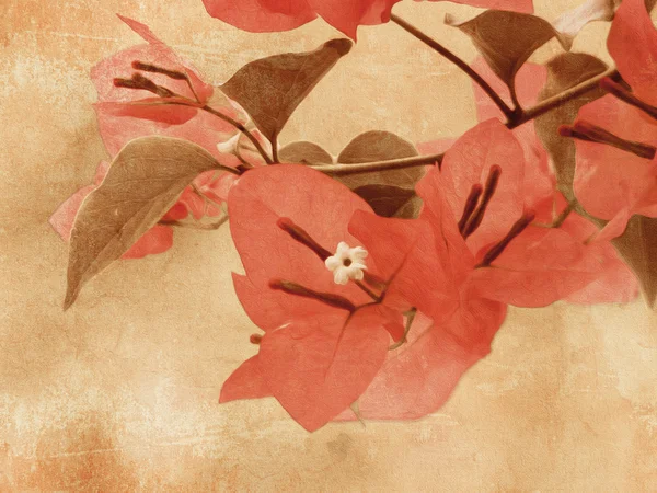 Bougainvillea - vintage flower background - digitale Ölmalerei — Stockfoto