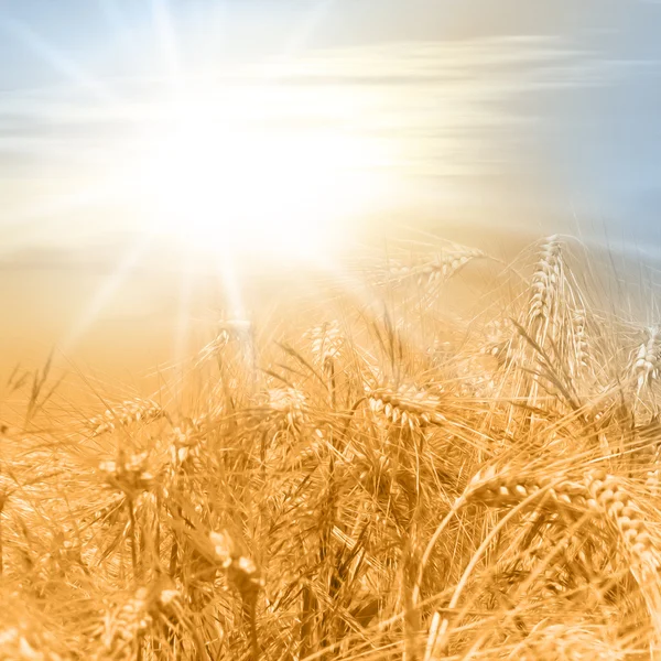 Campo de maíz a finales de verano con luz solar - foto con filtro de pintura al óleo suave - concepto de estilo de vida saludable con cereales —  Fotos de Stock