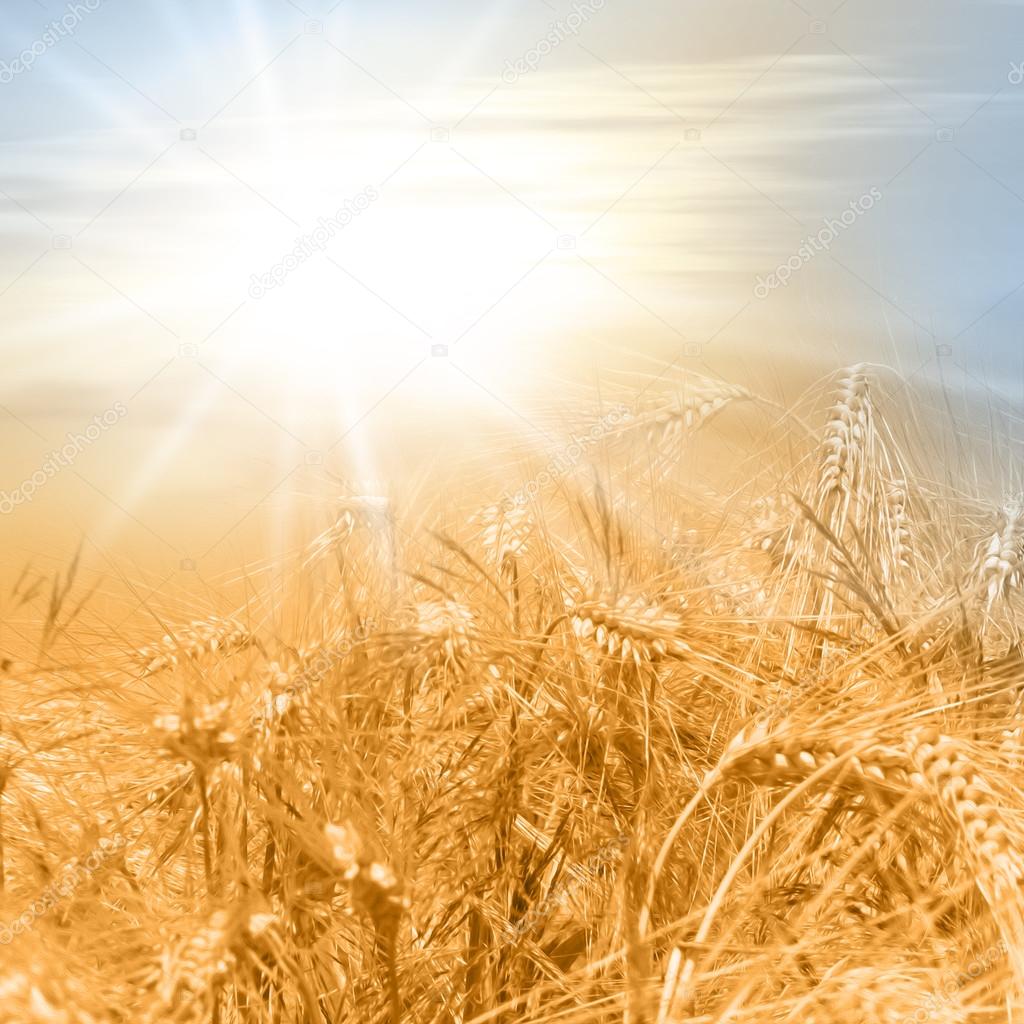 Corn field in late summer with sunlight - photo with soft oil paint filter - healthy lifestyle concept with cereals