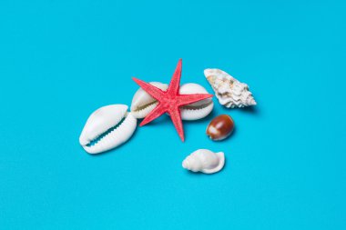 Turkuaz bir yüzey üzerinde seacretures