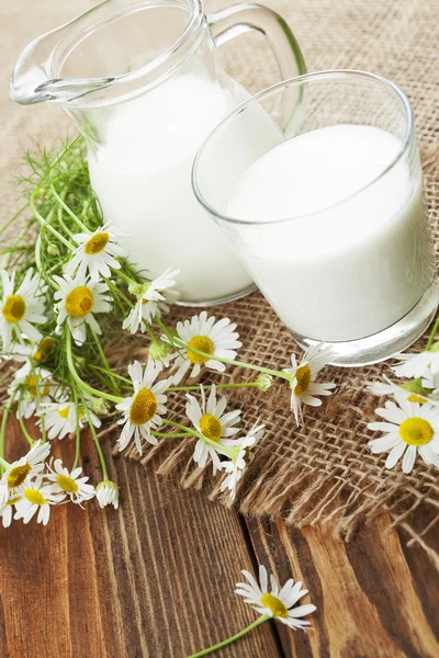 Молоко и ромашка — стоковое фото