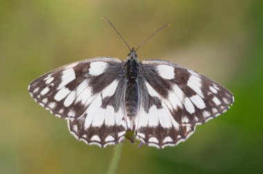 Marled White (Melanargia galaksisi))