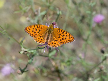 Gümüş renginde fritiller (Argynnis paphia)