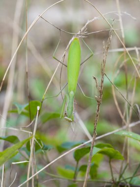 Avrupa peygamber devesi (Mantis religiosa)