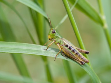 Meadow Grasshopper (Chorthippus parallelus) clipart