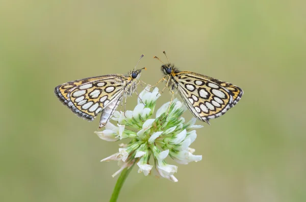 Groot Chequered dikkopje (Heteropterus morpheus) — Stockfoto