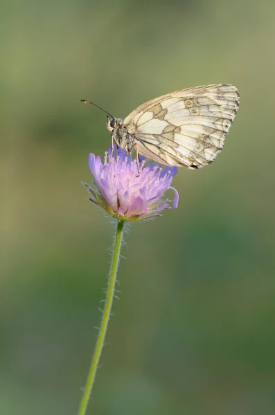 Gemarmerd wit (Melanargia galathea)) — Stockfoto