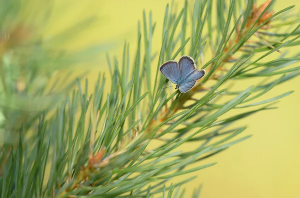 Ida van blauw (Plebejus idas) — Stockfoto