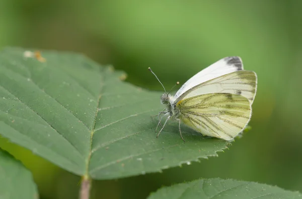 Geaderd witje (pieris napi) — Stockfoto