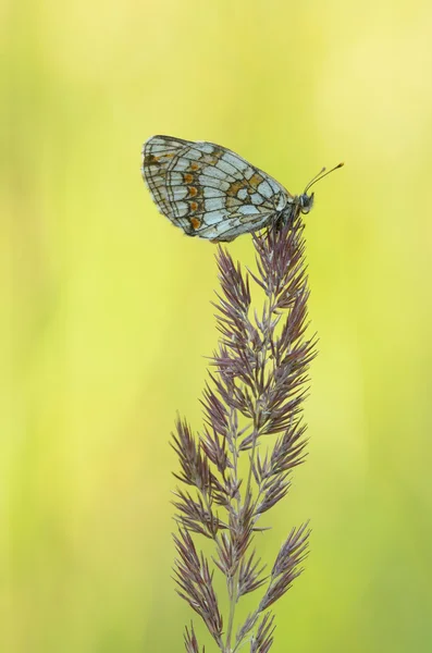 Bosparelmoervlinder (Melitaea athalia) — Stockfoto
