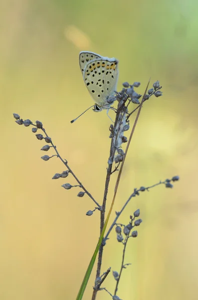 Cobre de soja (Lycaena tityrus ) — Fotografia de Stock