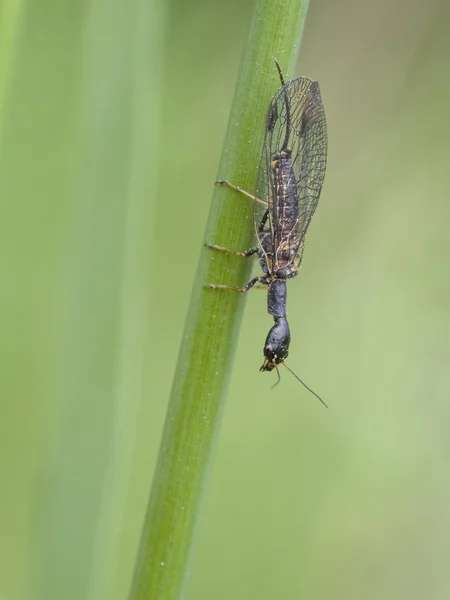 Cobra-cobra (Phaeostigma notata ) — Fotografia de Stock