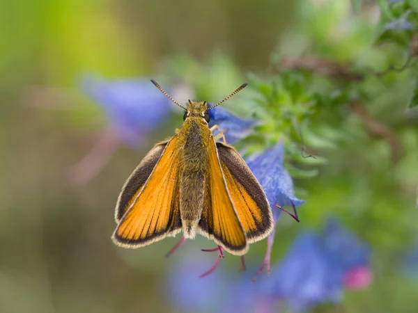 European skipper (Thymelicus sylvestris) — Stock Photo, Image