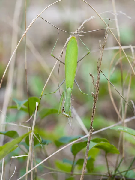 Europese bidsprinkhaan (Mantis religiosa) — Stockfoto