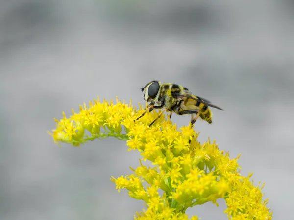 꽃등에과 (Myathropa florea) — 스톡 사진