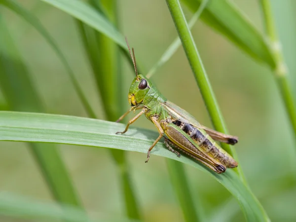 Grasshopper prado (Chorthippus parallelus) — Foto de Stock