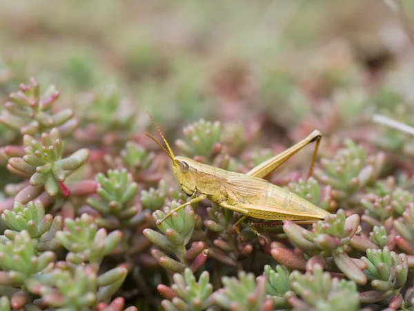 Große Goldheuschrecke (Chrysochraon dispar)) — Stockfoto