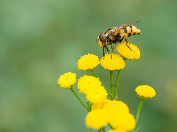 Borboleta (Volucella inanis ) — Fotografia de Stock