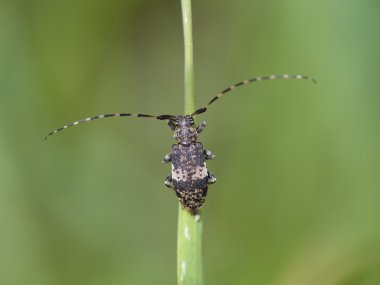 Longhorn beetle, Leiopus nebulosus