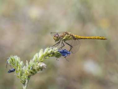 Serseri Pasifik'ten oğlan, Sympetrum vulgatum