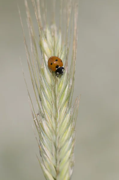 Hétpontos katicabogár, Coccinella septempunctata — Stock Fotó