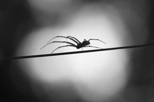 Ay ışığında örümcek — Stok fotoğraf