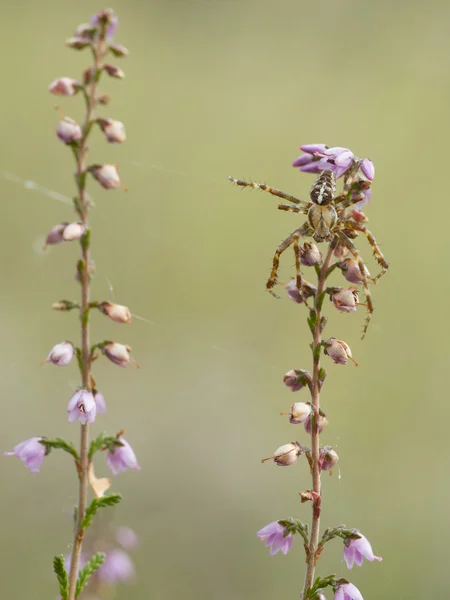 Avrupa Bahçe örümcek, araneus diadematus — Stok fotoğraf