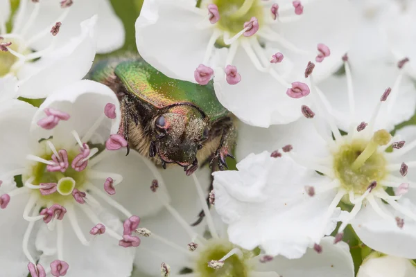 Chafer rosa verde, Cetonia aurata — Fotografia de Stock