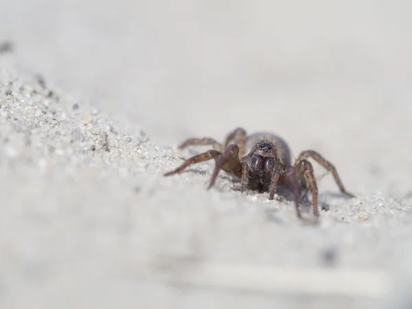 Örümcek, Trochosa terricola — Stok fotoğraf