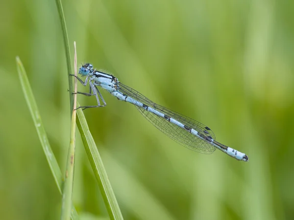 常见的蓝色蜻蜓，Enallagma cyathigerum — 图库照片