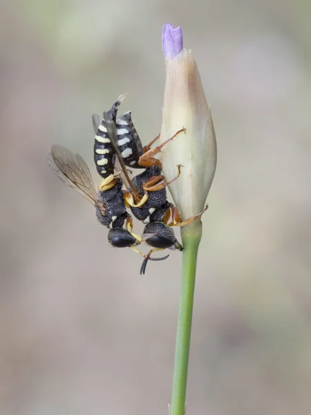 Wasp, Lestica alata — Stock Photo, Image
