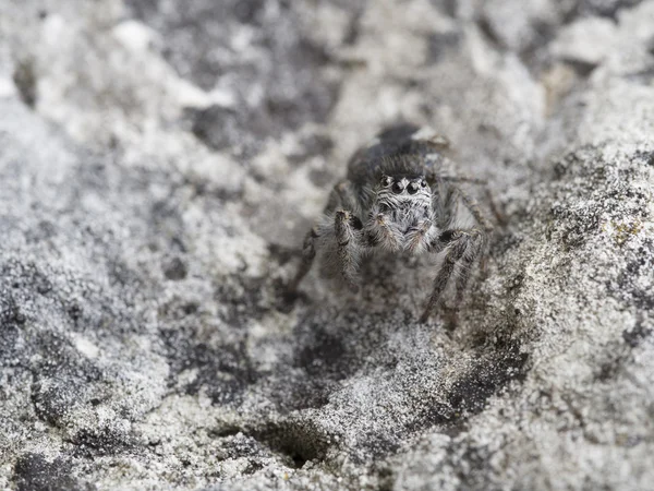 Örümcek, Philaeus chrysops atlama — Stok fotoğraf