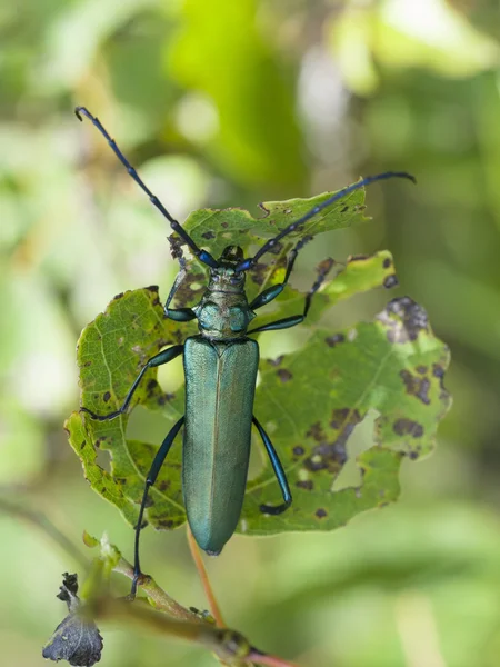 Besouro-almiscarado, Aromia moschata — Fotografia de Stock