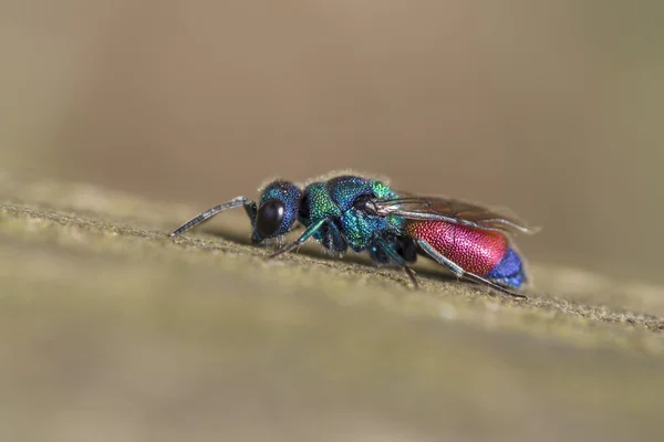 Kuckuckswespe, Chrysis rutilans — Stockfoto