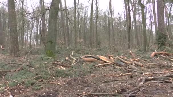 Hout houtkap in het bos — Stockvideo