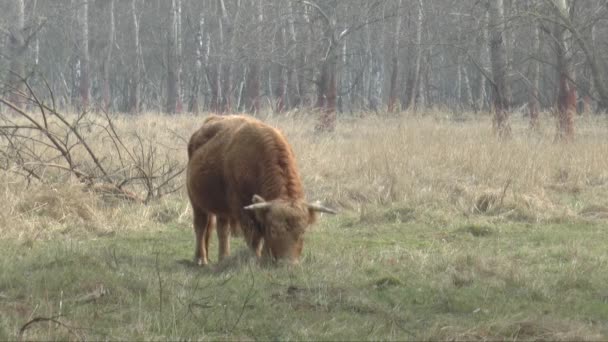 Sjutton nötkreatur betar — Stockvideo