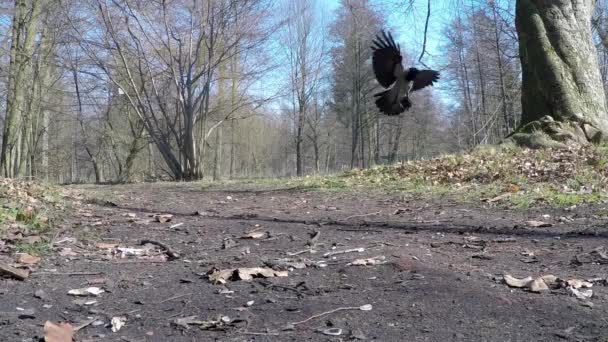 Magpie on the landing approach — Stock Video