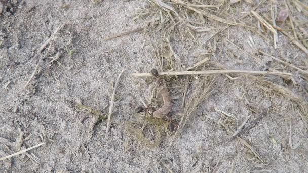 Trois fourmis portant une chenille 