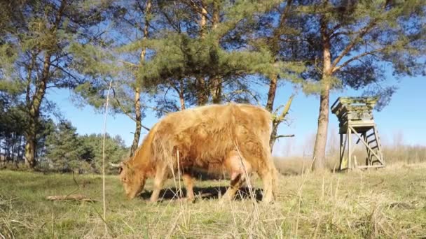 Heck cattle grazing — Stock Video